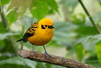 Golden Tanager