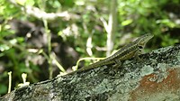 salamander