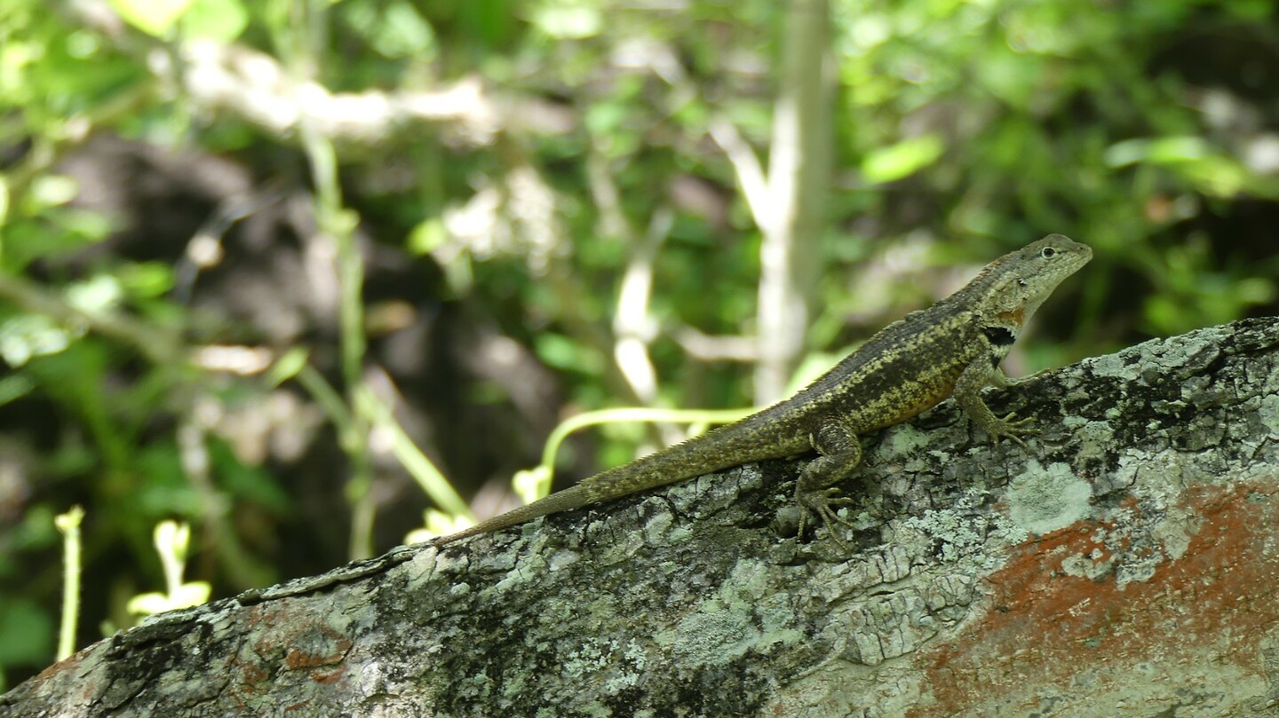 salamander