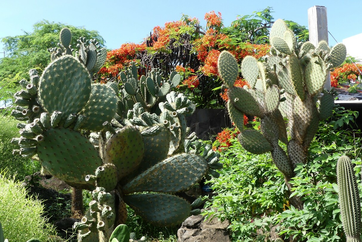 Cactussen