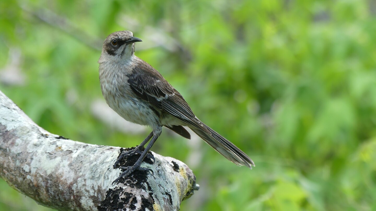 vogel