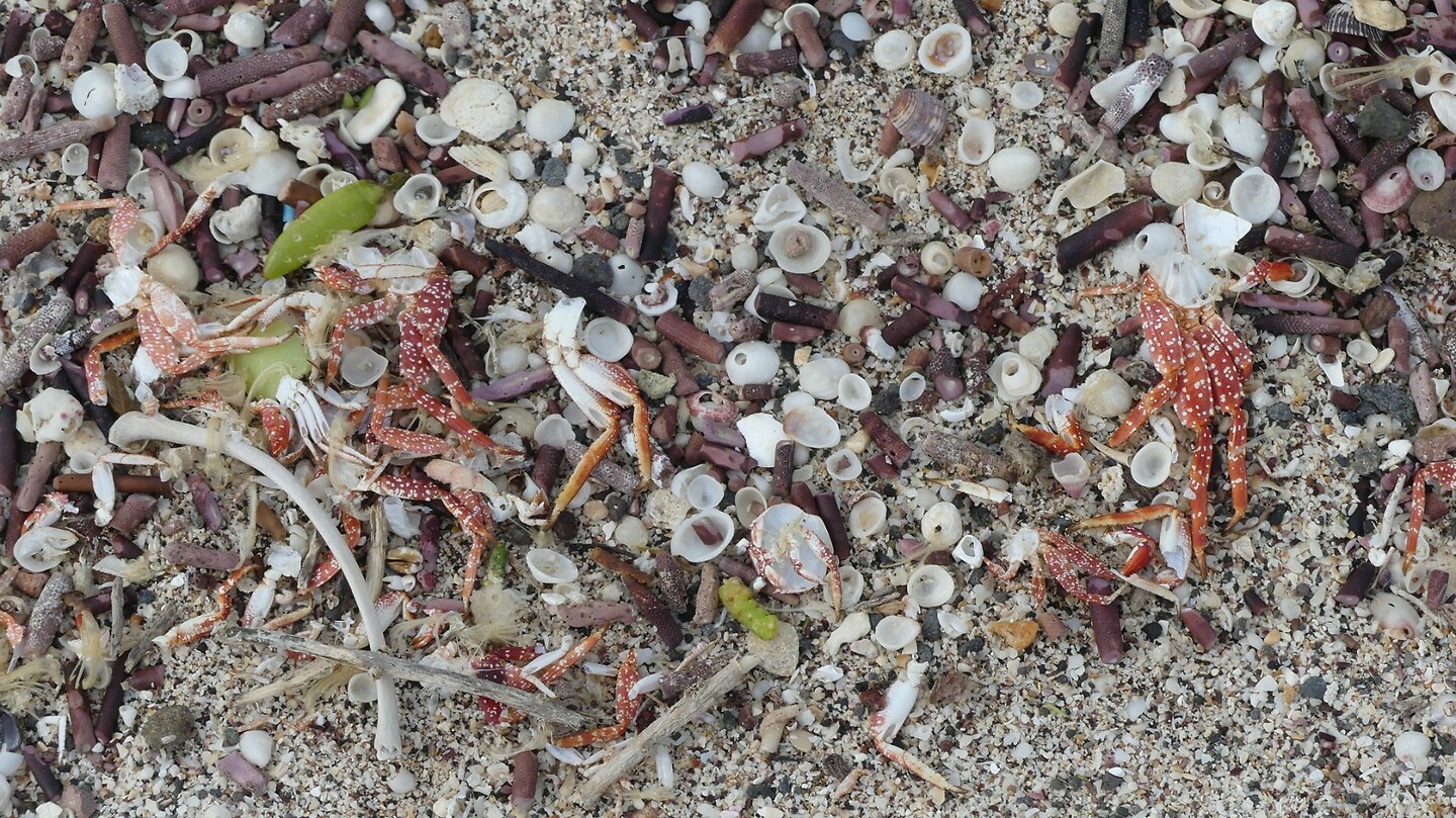 strand