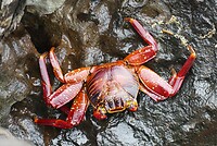 krab