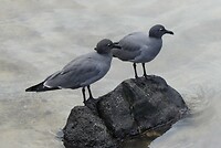 duiven komen alleen op de Galapagos voor