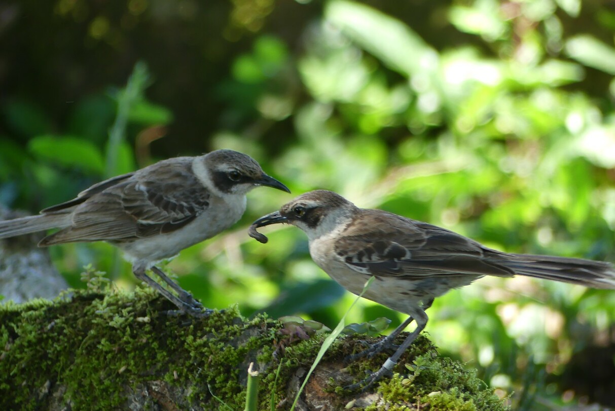 vogels