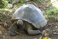 mooiste schildpadfoto