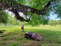 Reuzeschildpadden