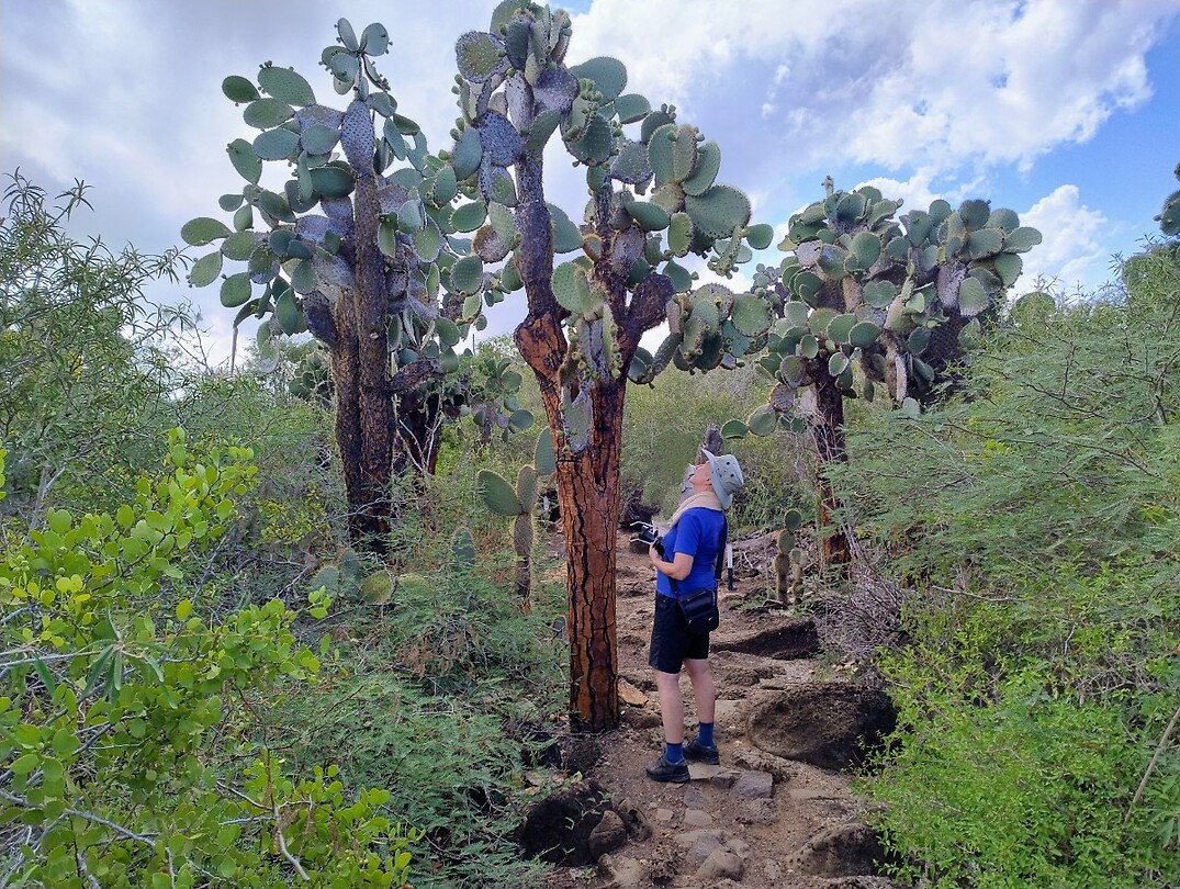 cactussen