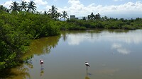 Flamingos