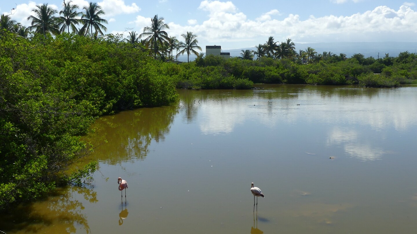 Flamingos