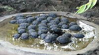 jonge schildpadjes