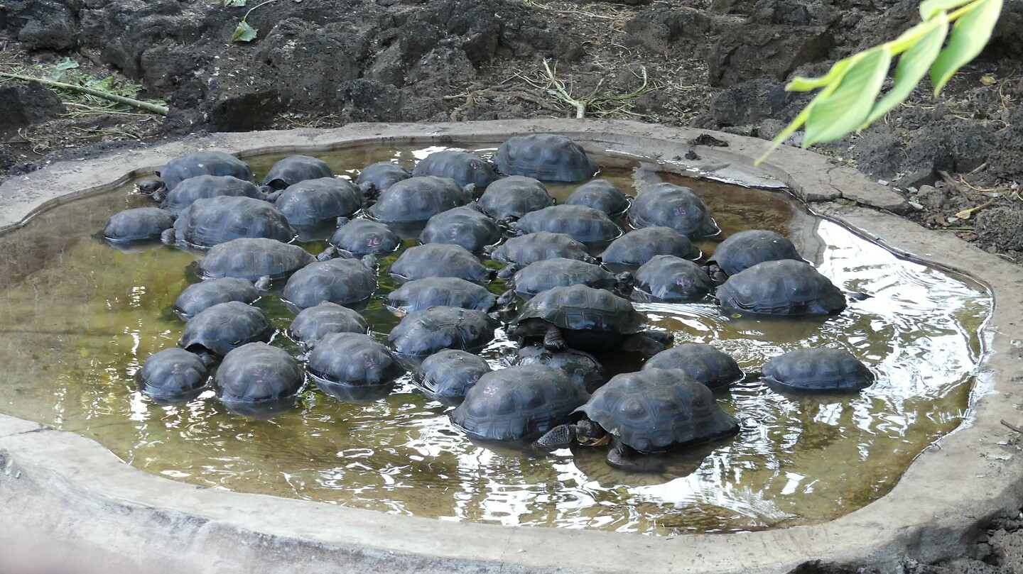 jonge schildpadjes