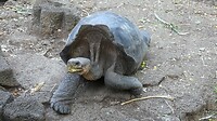 schildpad