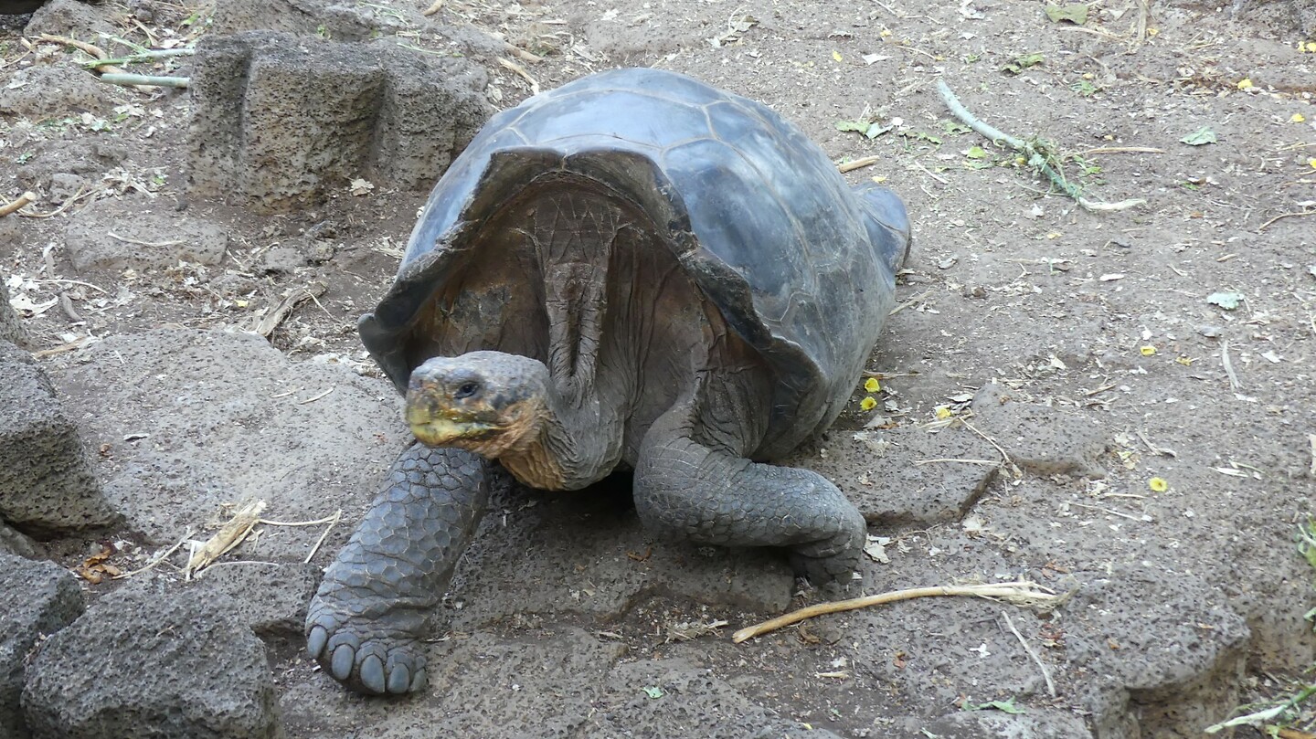 schildpad