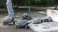 schildpadden