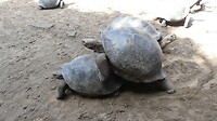 schildpadden