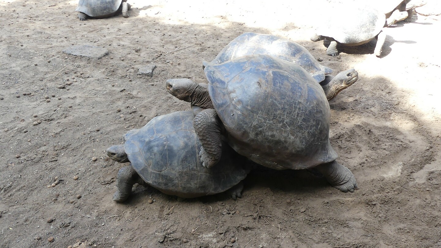 schildpadden