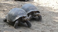 schildpadden