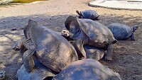 schildpadden