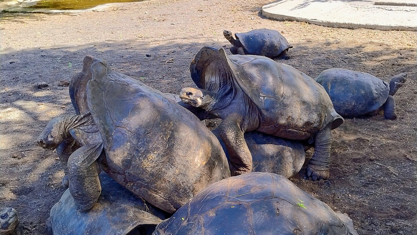schildpadden