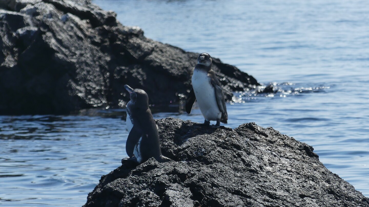pinguïns