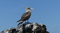 Blue footed booby