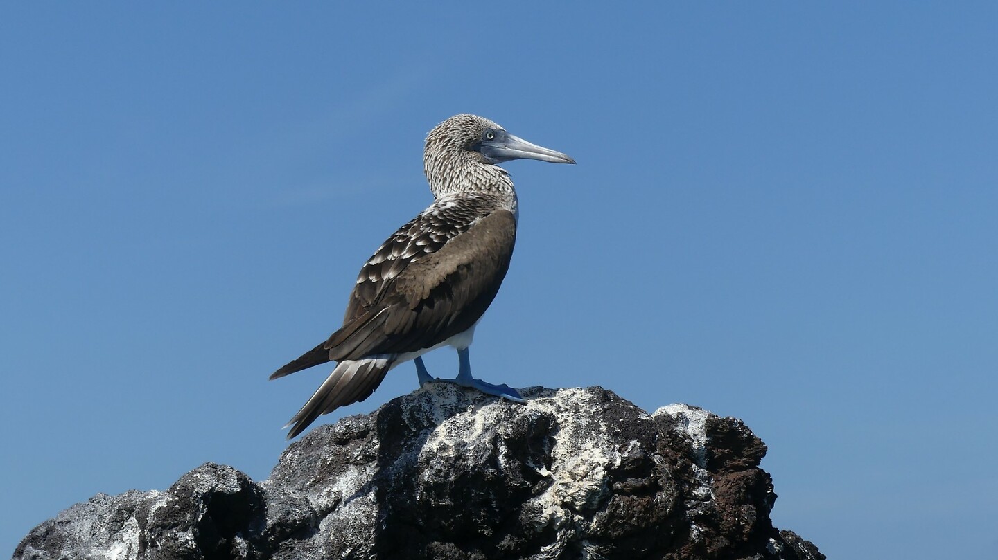 Blue footed booby