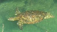 zeeschildpad