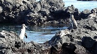 Pinguïns