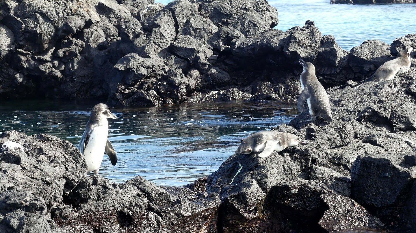 Pinguïns