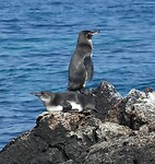 Pinguïns