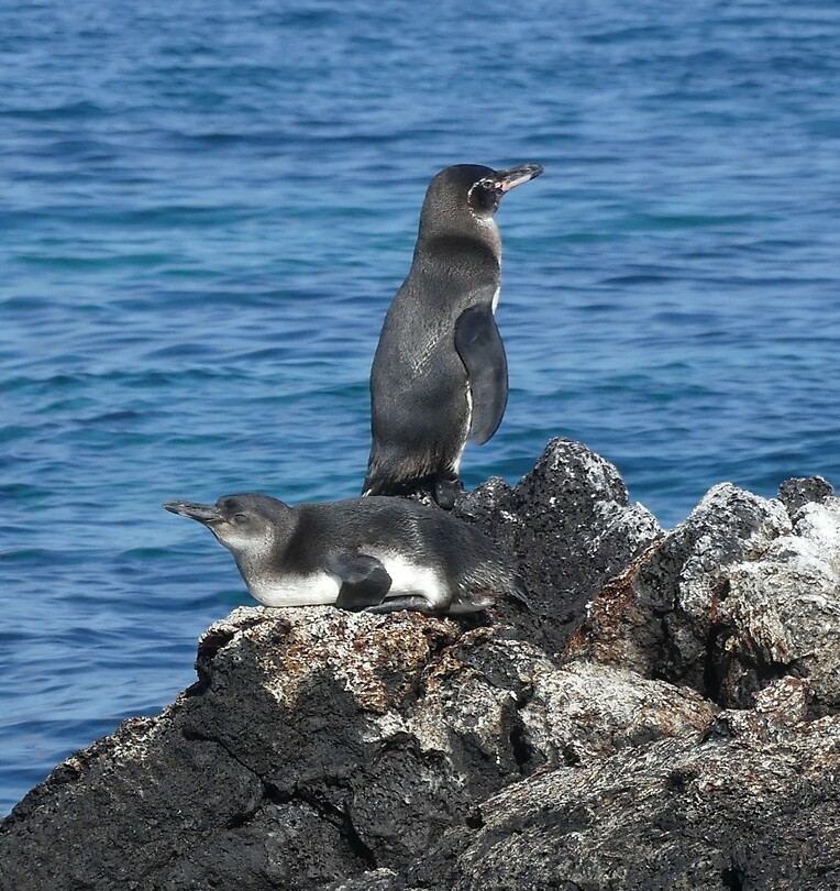 Pinguïns