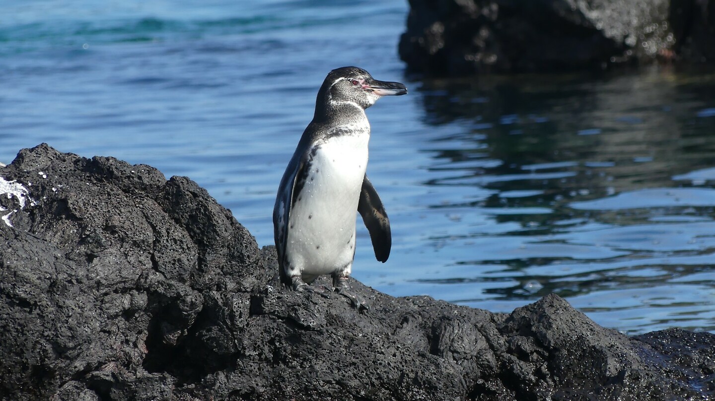 Pinguïn