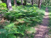 natuur