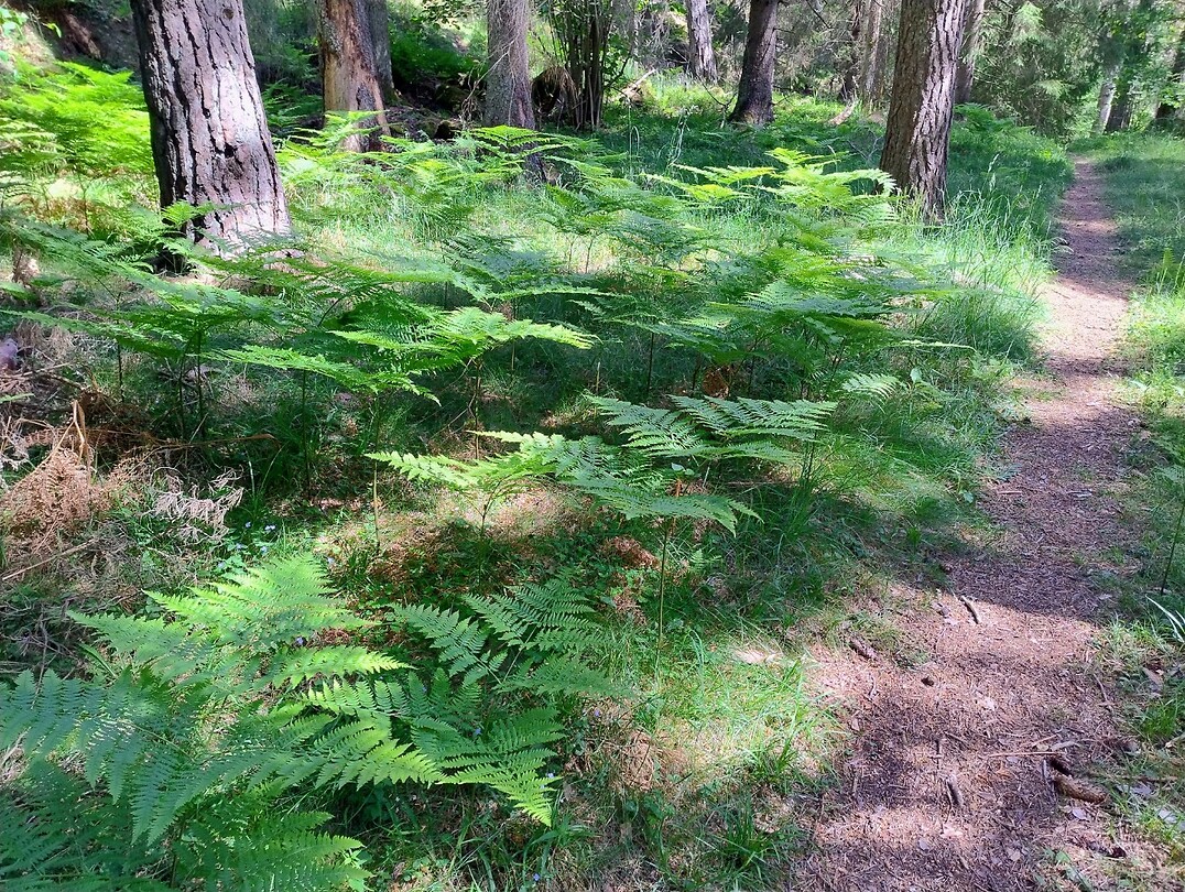 natuur