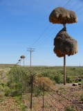 Vogelnesten