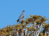 Blauwe roofvogel in kokerboom