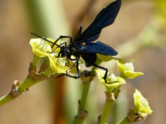insect
