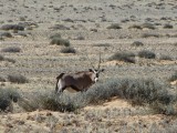 Oryx