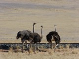 struisvogels
