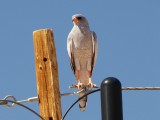 roofvogel