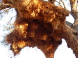 Vogelnest in boom
