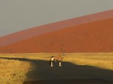 Oryx bij de rode duinen in avondlicht