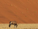 Oryx bij de rode duinen in avondlicht