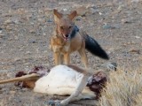 Jakhals bij kadaver springbok