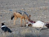 Jakhals bij kadaver springbok