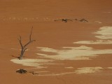 Death vlei