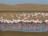 Flamingo's Walvisbaai