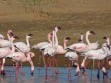 Flamingo's Walvisbaai
