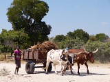 ossenwagen
